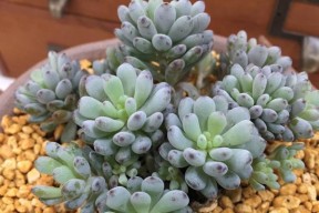 蓝豆子在英雄联盟中是什么装备？蓝豆子装备的属性和用途是什么？