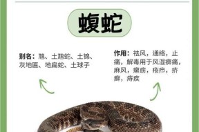 刺鞭蛇的获取方法和用途是什么？