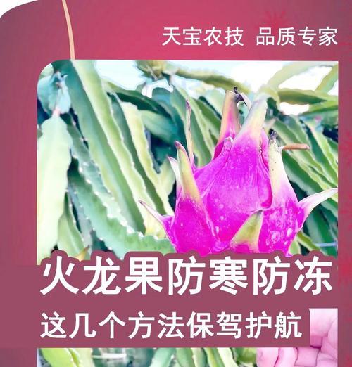 冷却果实的获取方法是什么？获得后如何使用？  第2张